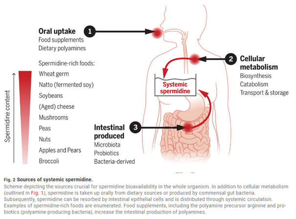 Dlouhovekost_Sources of systemic Spermidine